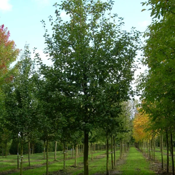 Malus domestica 'Rode Boskoop' – Malus domestica 'Rode Boskoop'