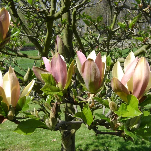 Magnolia ×brooklynensis 'Woodsman' – Magnolia ×brooklynensis 'Woodsman'