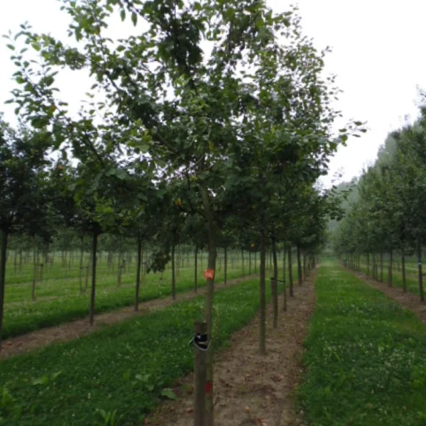 Malus 'Schone van Boskoop' – Malus 'Schone van Boskoop'