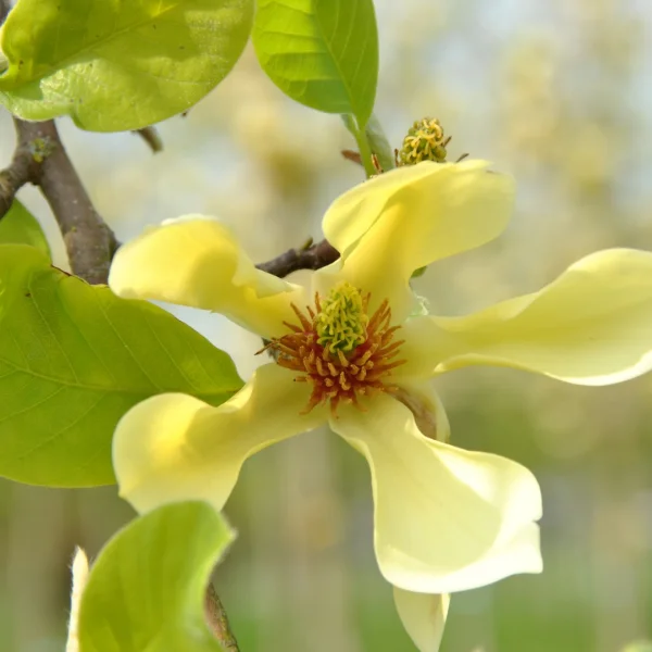 Magnolia 'Butterflies' – Magnolia 'Butterflies'