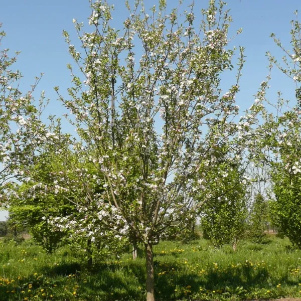 Malus domestica 'Starkrimson Delicious' – Malus domestica 'Starkrimson Delicious'