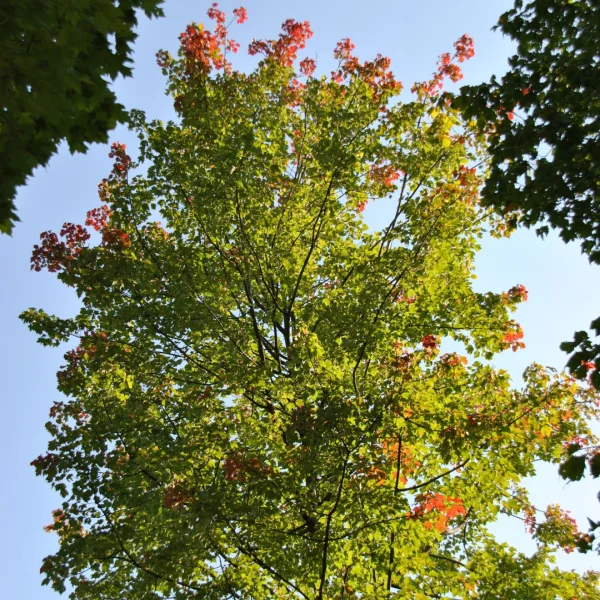 Acer rubrum 'Schlesingeri' – Acer rubrum 'Schlesingeri'
