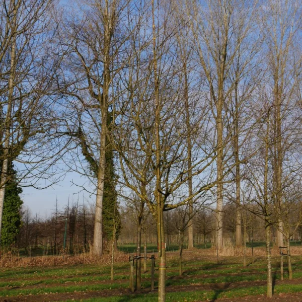Malus domestica 'Transparante Jaune' – Malus domestica 'Transparante Jaune'