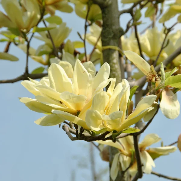 Magnolia 'Elizabeth' – Magnolia 'Elizabeth'