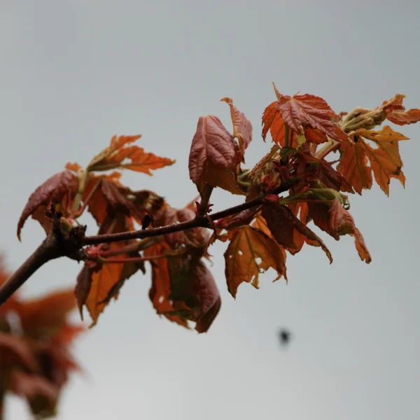 Acer rubrum 'Somerset' – Acer rubrum 'Somerset'