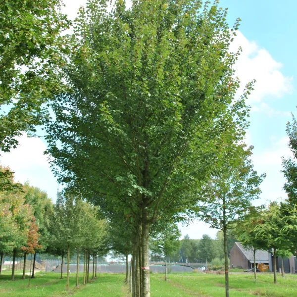 Acer rubrum 'Sun Valley' – Acer rubrum 'Sun Valley'