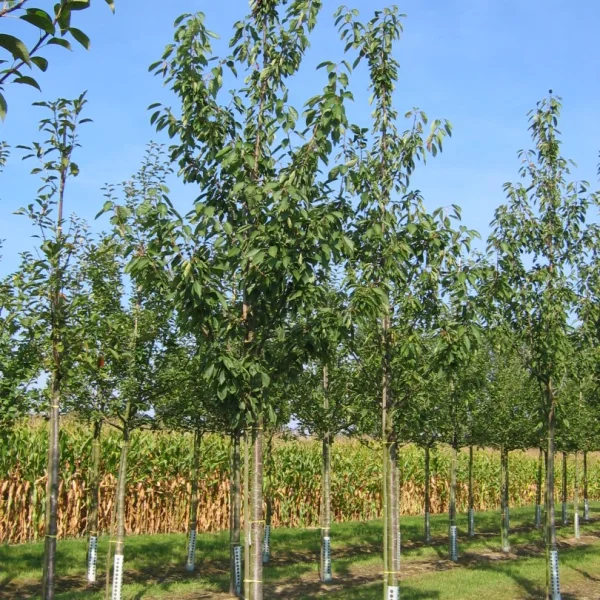 Prunus avium 'Schneider's Späte Knorpelkirsche' – Prunus avium 'Schneider's Späte Knorpelkirsche'