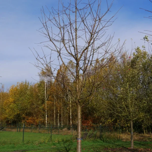 Prunus avium 'Varikse Zwarte' – Prunus avium 'Varikse Zwarte'