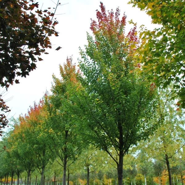 Acer rubrum 'Tilford' – Acer rubrum 'Tilford'