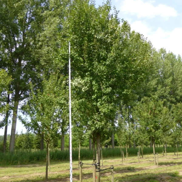 Prunus domestica 'Hauszwetsche' – Prunus domestica 'Hauszwetsche'