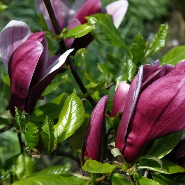 Magnolia liliiflora 'Nigra' – Magnolia liliiflora 'Nigra'