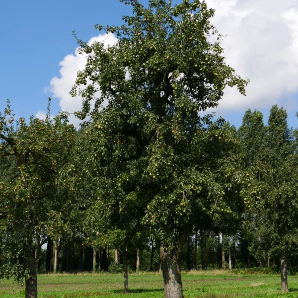 Pyrus communis 'Charneux' – Pyrus communis 'Charneux'