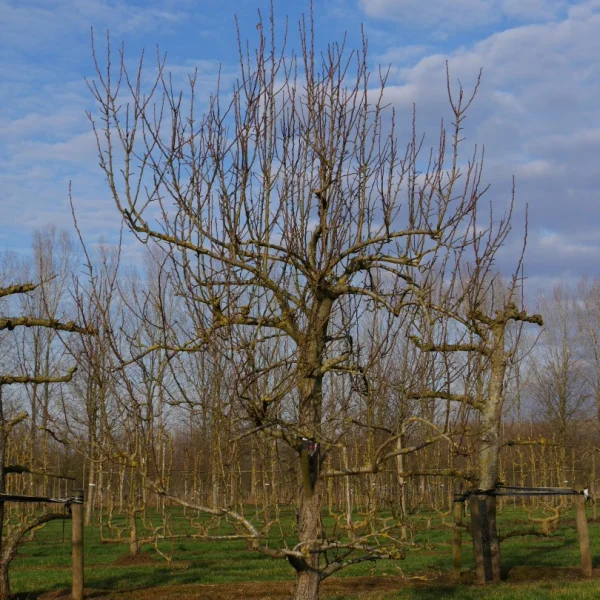 Pyrus communis 'Clapp's Favourite' – Pyrus communis 'Clapp's Favourite'