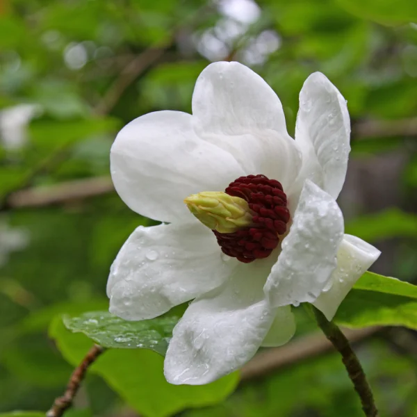 Magnolia sieboldii – Magnolia sieboldii
