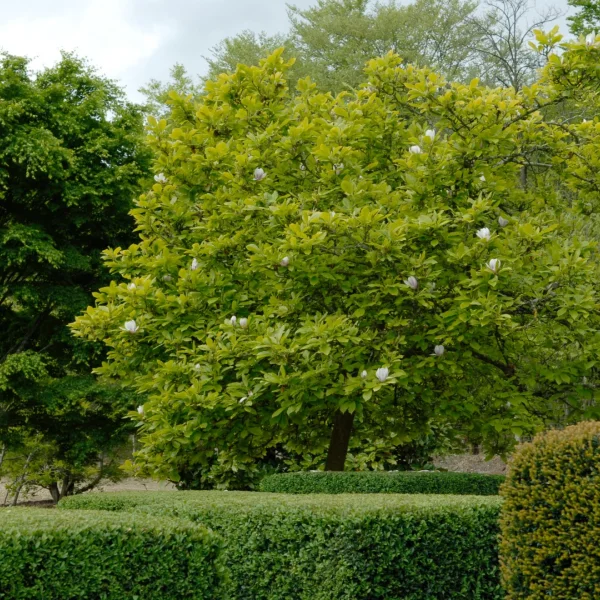 Magnolia ×soulangeana – Saucer Magnolia
