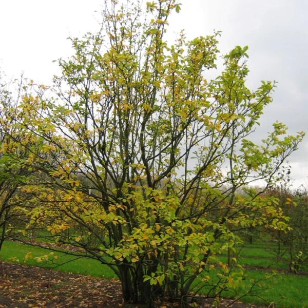 Magnolia ×soulangeana 'Alexandrina' – Magnolia ×soulangeana 'Alexandrina'
