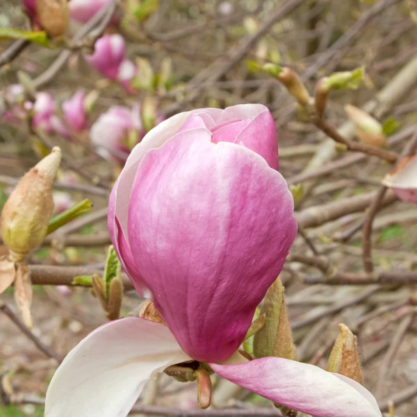 Magnolia ×soulangeana 'Lennei' – Magnolia ×soulangeana 'Lennei'