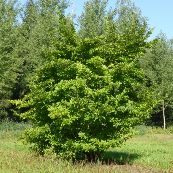 Magnolia ×soulangeana 'Purpurea' – Magnolia ×soulangeana 'Purpurea'