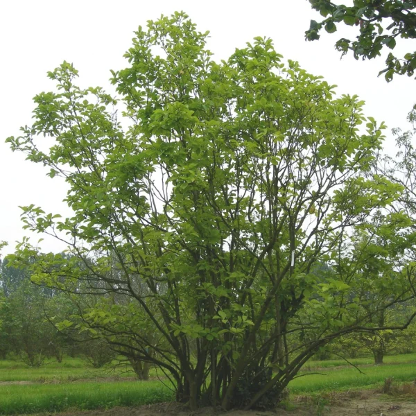Magnolia ×soulangeana 'Superba' – Magnolia ×soulangeana 'Superba'