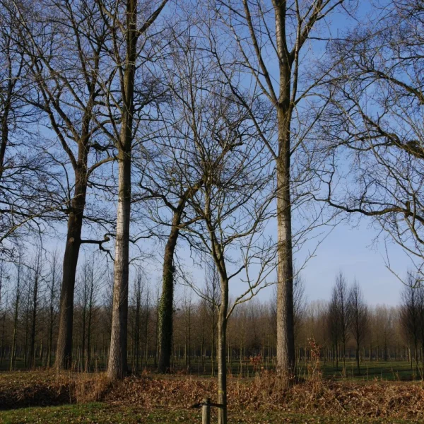 Prunus domestica 'Belle de Louvain' – Prunus domestica 'Belle de Louvain'