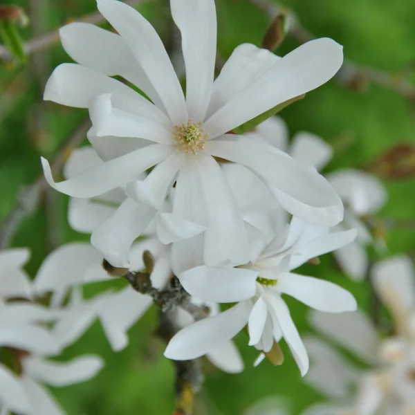 Magnolia stellata – Star Magnolia