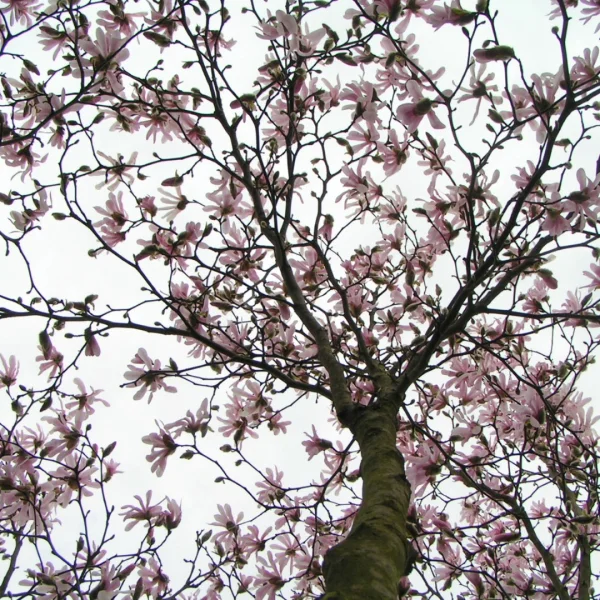 Magnolia stellata 'Rosea' – Magnolia stellata 'Rosea'