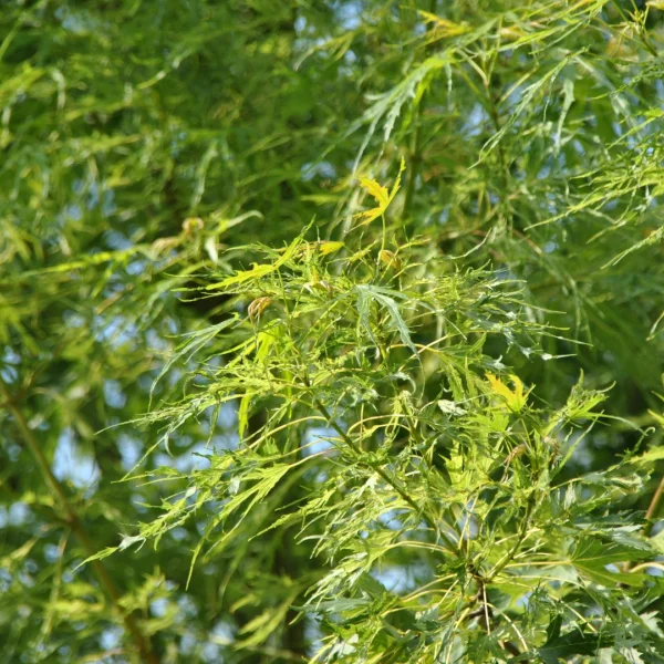 Acer saccharinum 'Born's Gracious' – Acer saccharinum 'Born's Gracious'