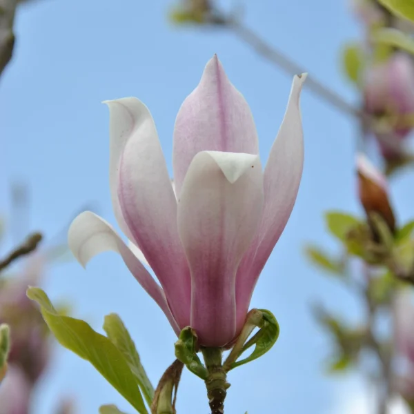 Magnolia RED LUCKY ('Hong Yun') – Magnolia RED LUCKY ('Hong Yun')