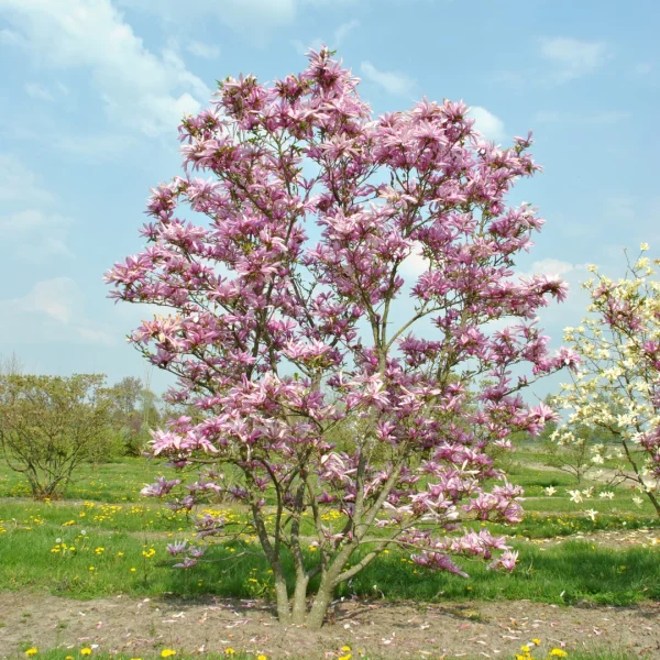 Magnolia 'Seven Sisters' – Magnolia 'Seven Sisters'