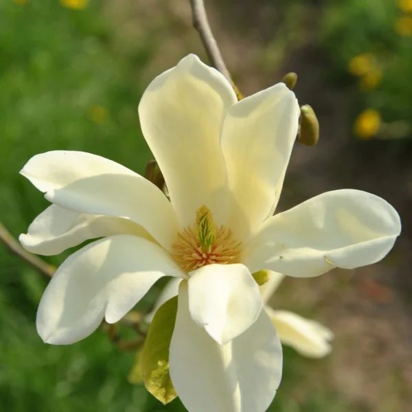 Magnolia 'Sunray' – Magnolia 'Sunray'