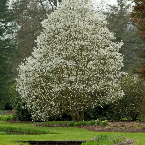 Magnolia 'Wada's Memory' – Magnolia 'Wada's Memory'