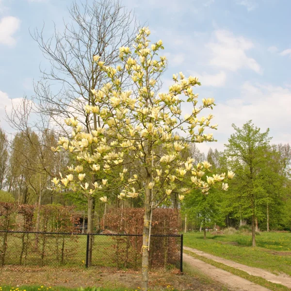 Magnolia 'Yellow Lantern' – Magnolia 'Yellow Lantern'