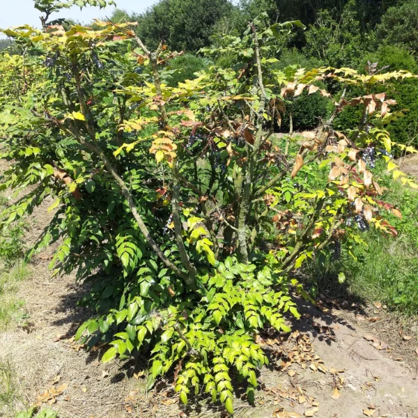 Mahonia bealei – Mahonia bealei