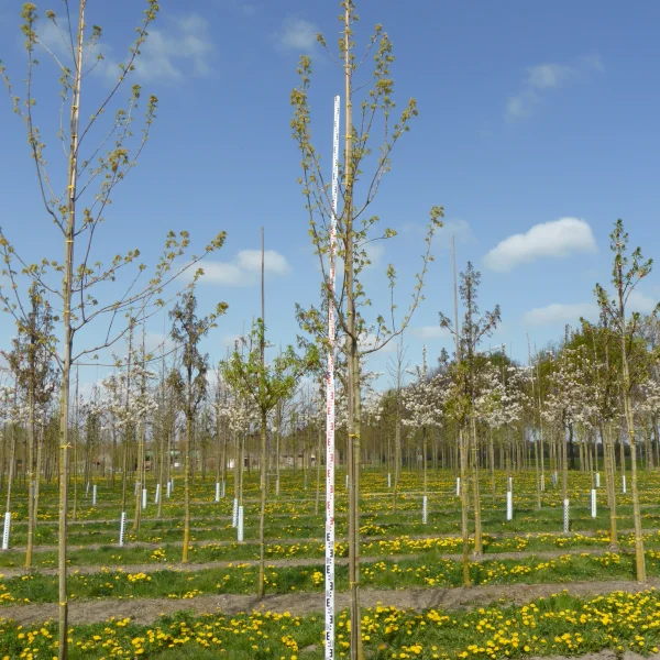 Acer saccharum 'Astis' – Acer saccharum 'Astis'