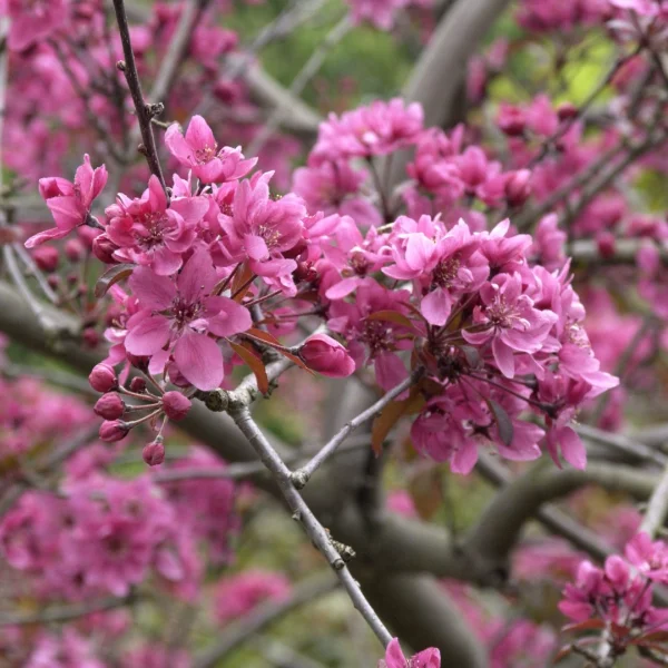 Malus ×atrosanguinea – Malus ×atrosanguinea