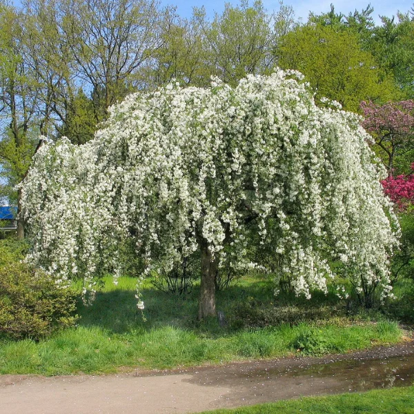 Malus baccata 'Gracilis' – Malus baccata 'Gracilis'