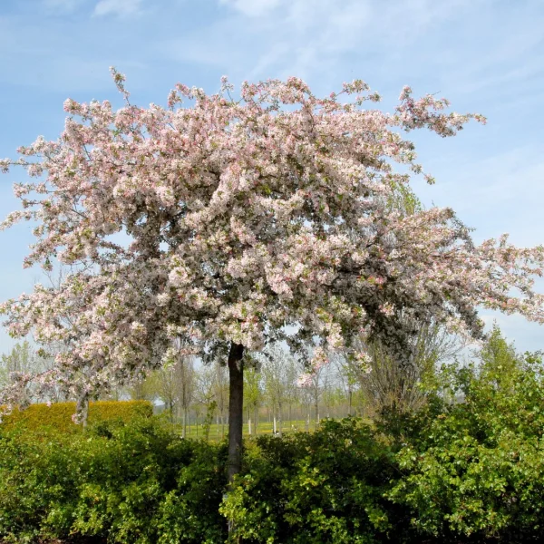 Malus floribunda – Malus floribunda