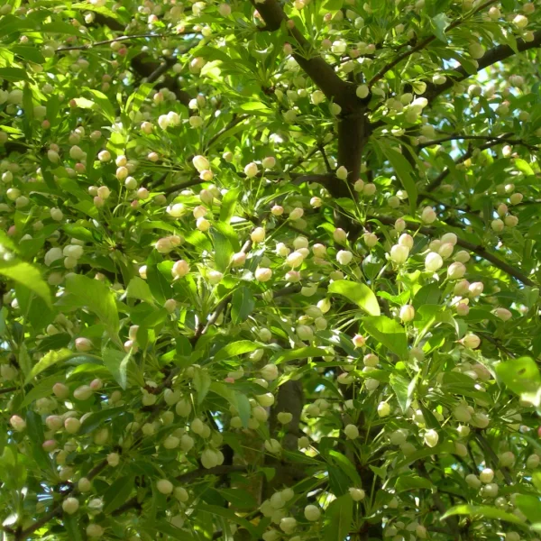 Malus toringo – Malus toringo