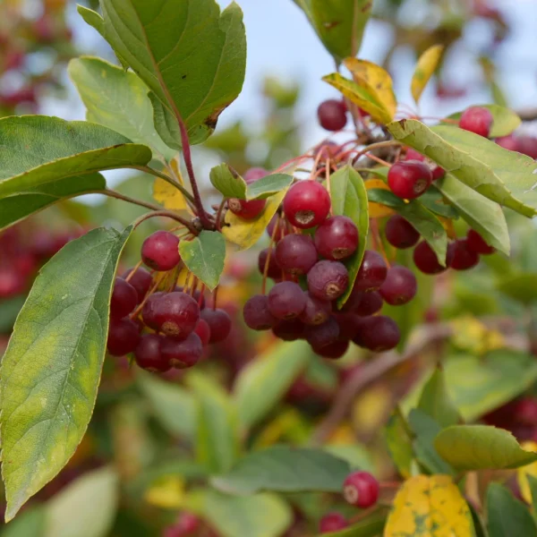 Malus toringo 'Sargent's Elegant' – Malus toringo 'Sargent's Elegant'