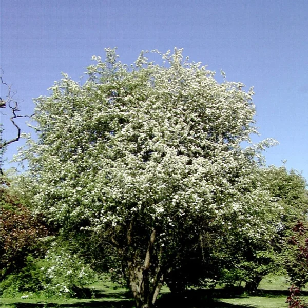 Malus toringoides – Malus toringoides