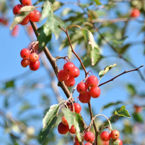 Malus toringoides 'Mandarin' – Malus toringoides 'Mandarin'