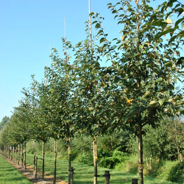 Malus yunnanensis var. veitchii – Malus yunnanensis var. veitchii