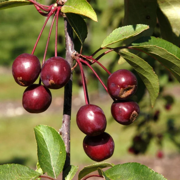 Malus 'Adams' – Malus 'Adams'