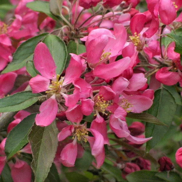 Malus 'Cheal's Weeping' – Malus 'Cheal's Weeping'