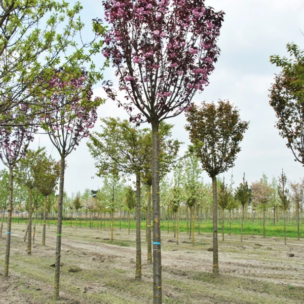 Malus POM'ZAI ('Courtabri') – Malus POM'ZAI ('Courtabri')