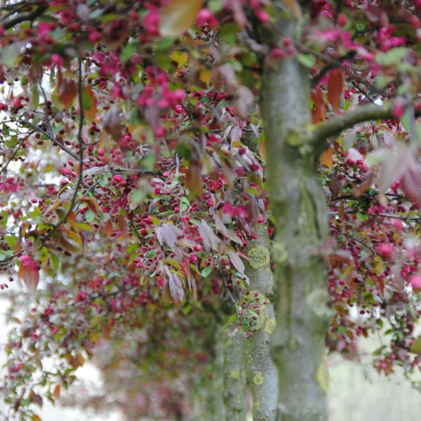 Malus 'Eleyi' – Malus 'Eleyi'
