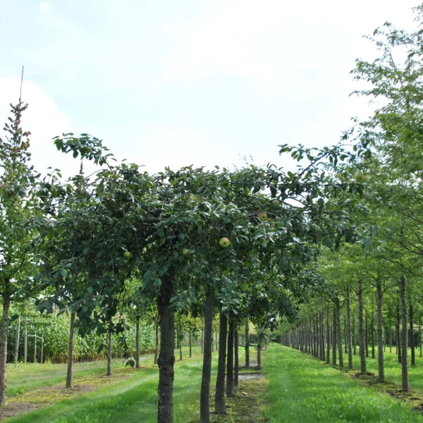 Malus 'Elise Rathke' – Malus 'Elise Rathke'