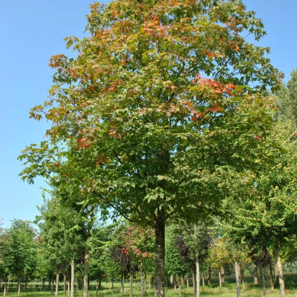 Acer saccharum 'Green Mountain' – Acer saccharum 'Green Mountain'