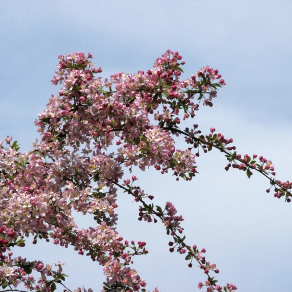 Malus 'Hillieri' – Malus 'Hillieri'