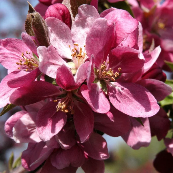 Malus 'Hopa' – Malus 'Hopa'